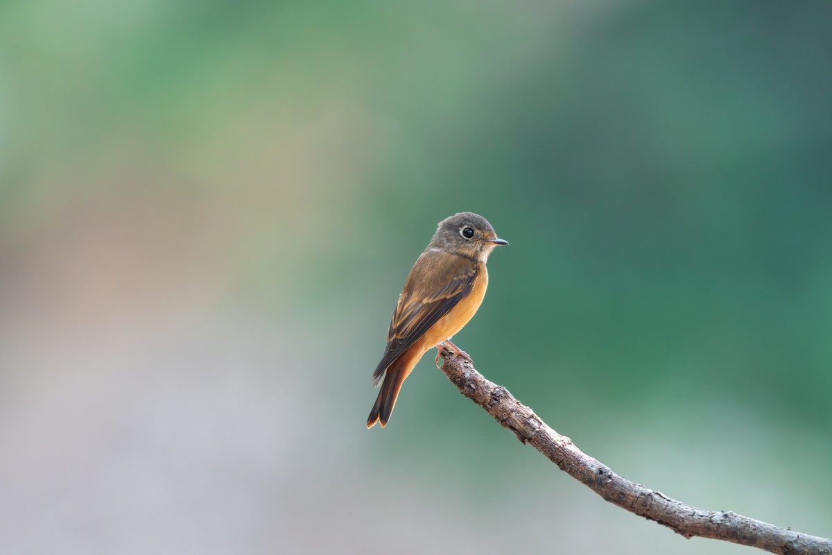 Ferruginous Flycatcher - ML645650688