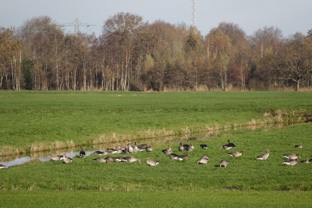 אווז אפור - ML645650694