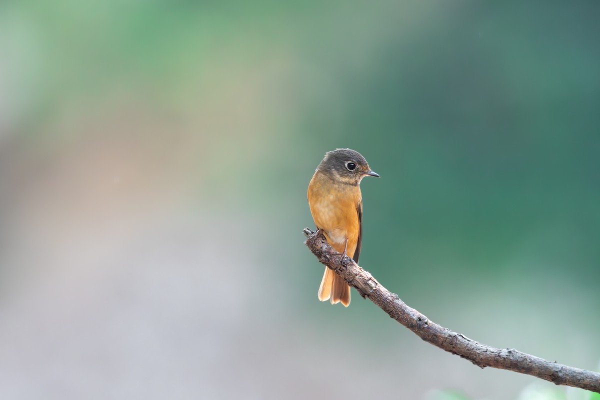 Ferruginous Flycatcher - ML645650707