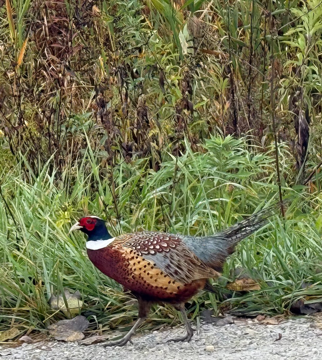 Ring-necked Pheasant - ML645650713