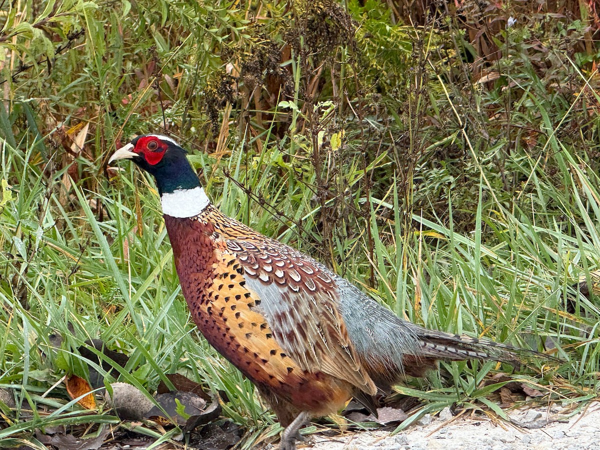 Ring-necked Pheasant - ML645650725