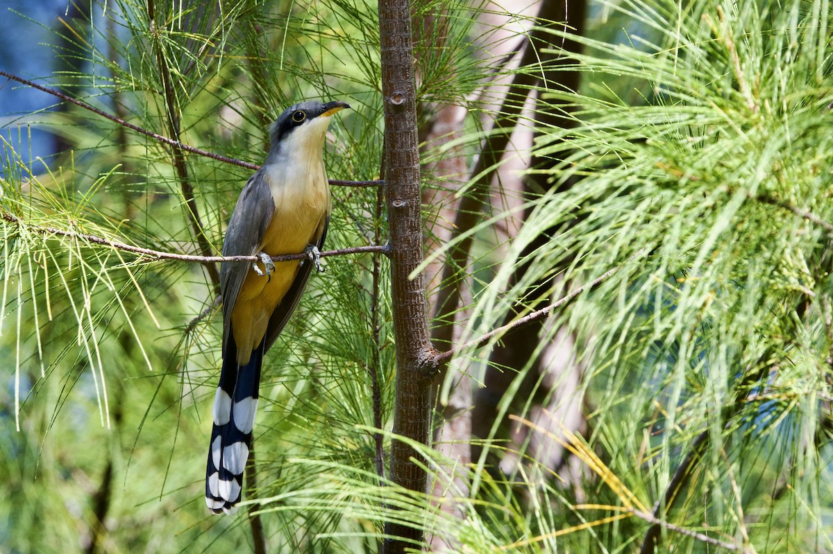 Mangrove Cuckoo - ML645650726