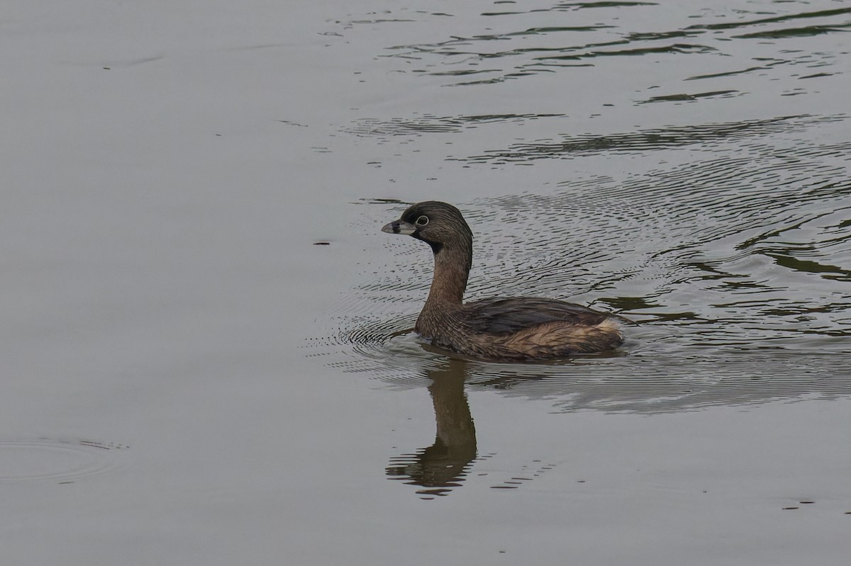 Pied-billed Grebe - ML645650749