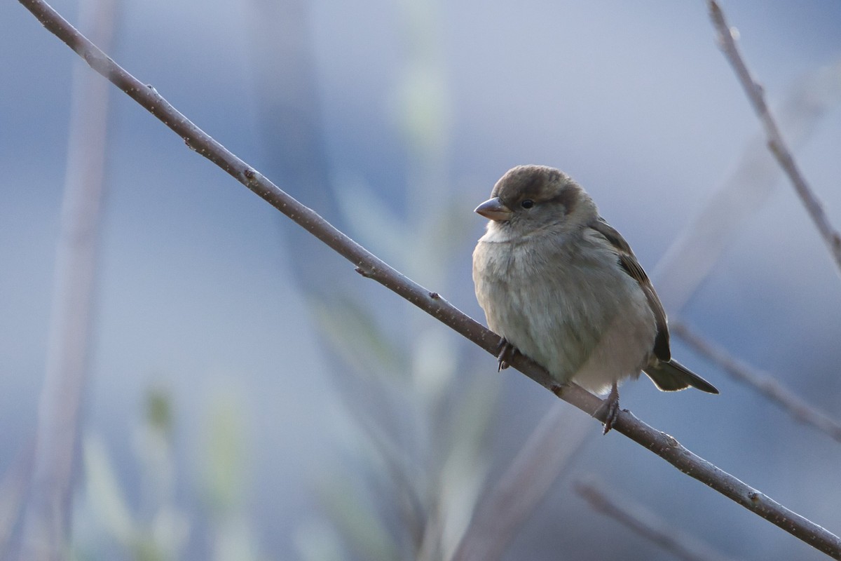 Горобець італійський - ML645650766