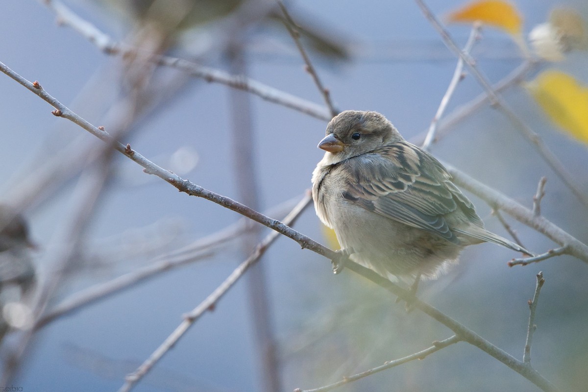 Горобець італійський - ML645650767