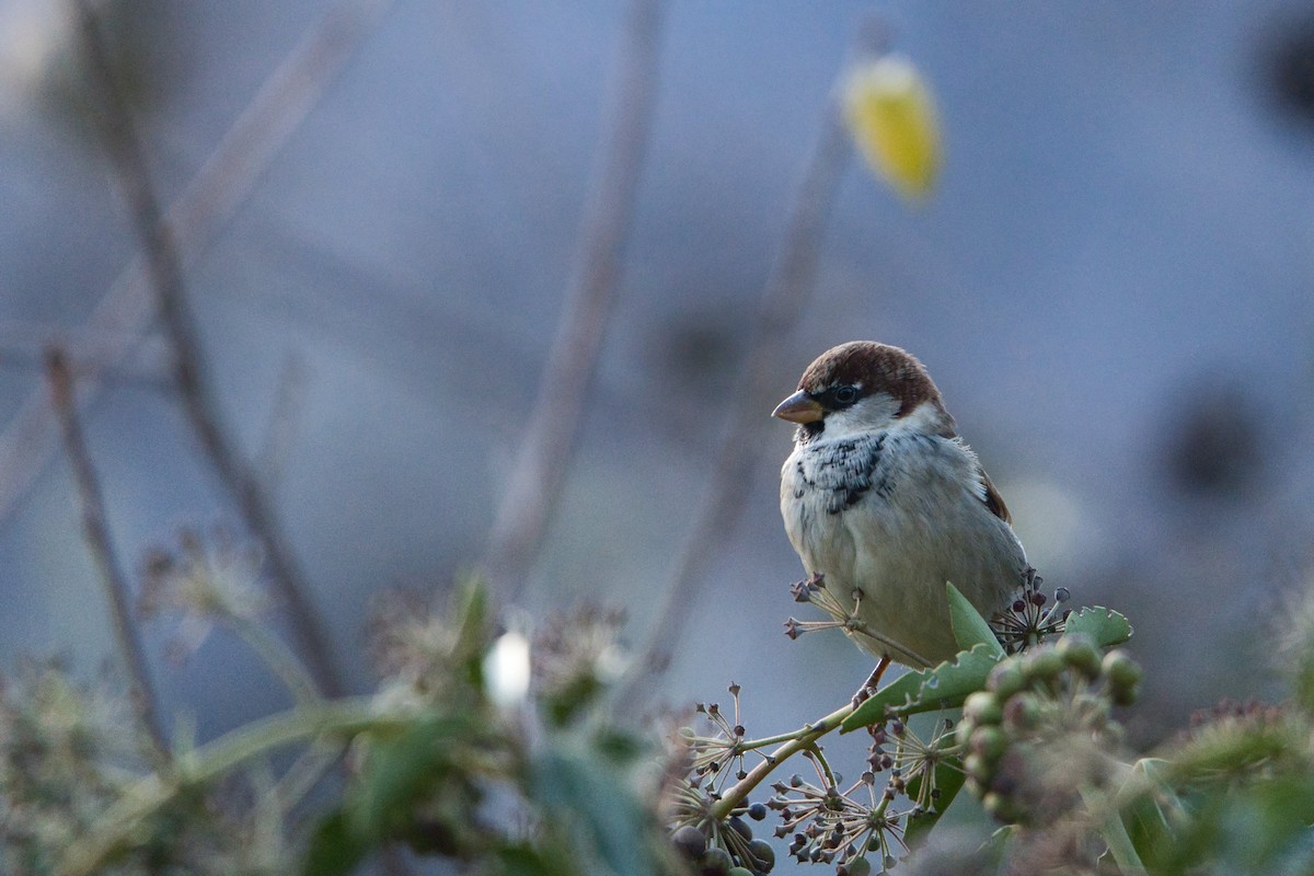 Горобець італійський - ML645650768