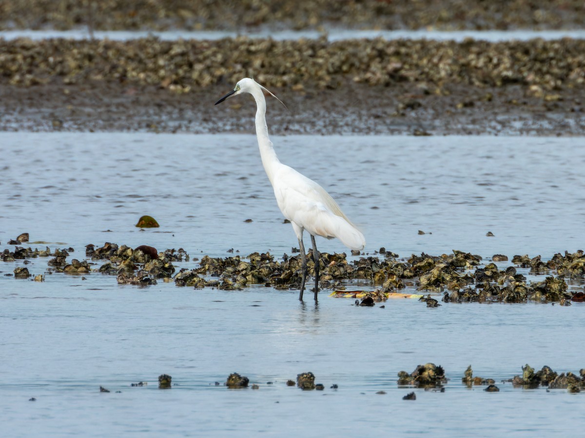 Little Egret - ML645650771