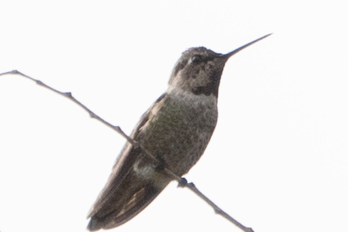 Anna's Hummingbird - ML645650789
