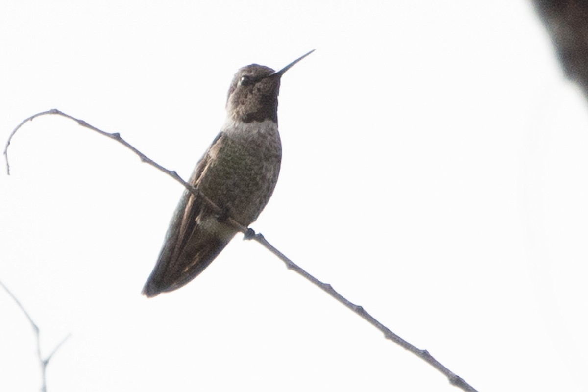 Anna's Hummingbird - ML645650790