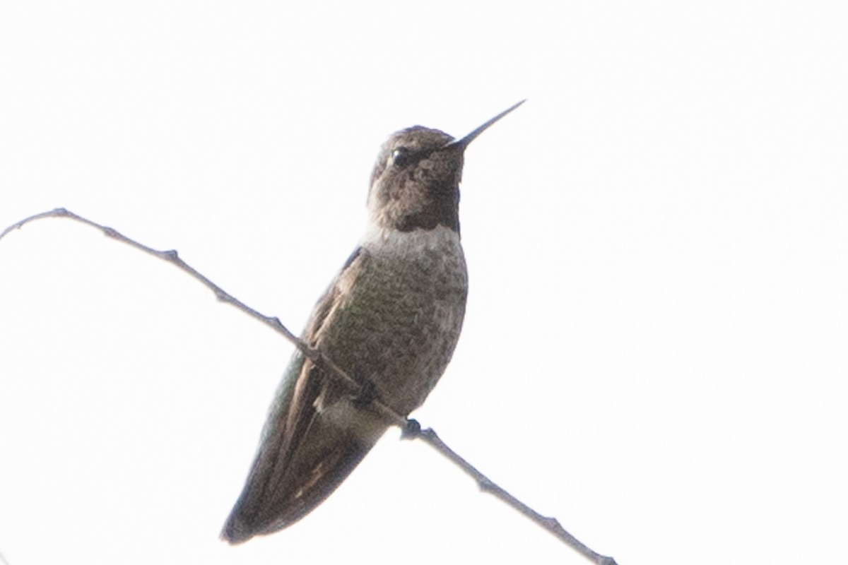 Anna's Hummingbird - ML645650791