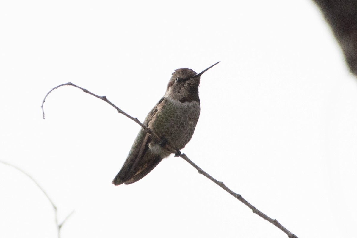 Anna's Hummingbird - ML645650792