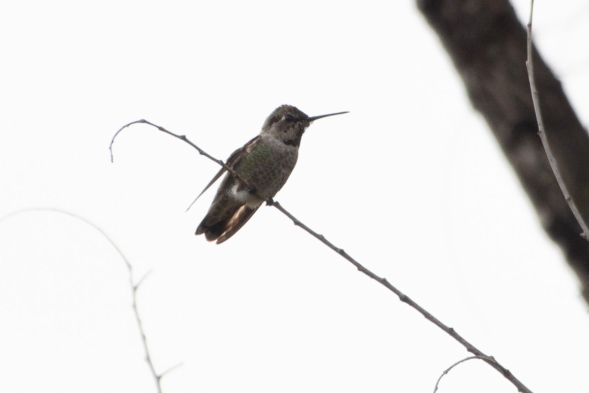 Anna's Hummingbird - ML645650793