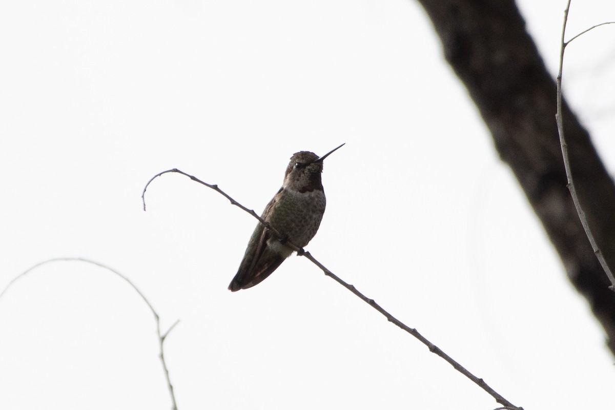 Anna's Hummingbird - ML645650794