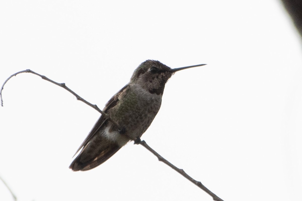 Anna's Hummingbird - ML645650795
