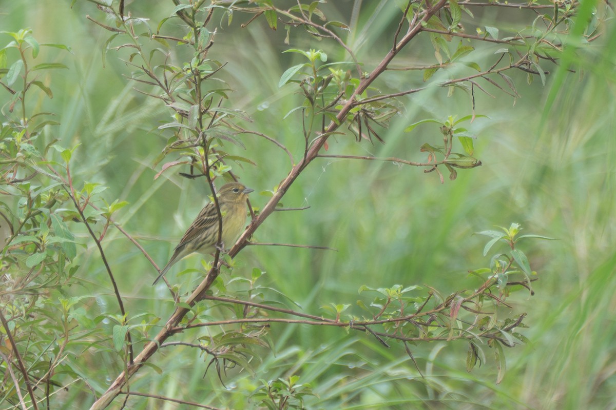 Yellow Bunting - ML645650807