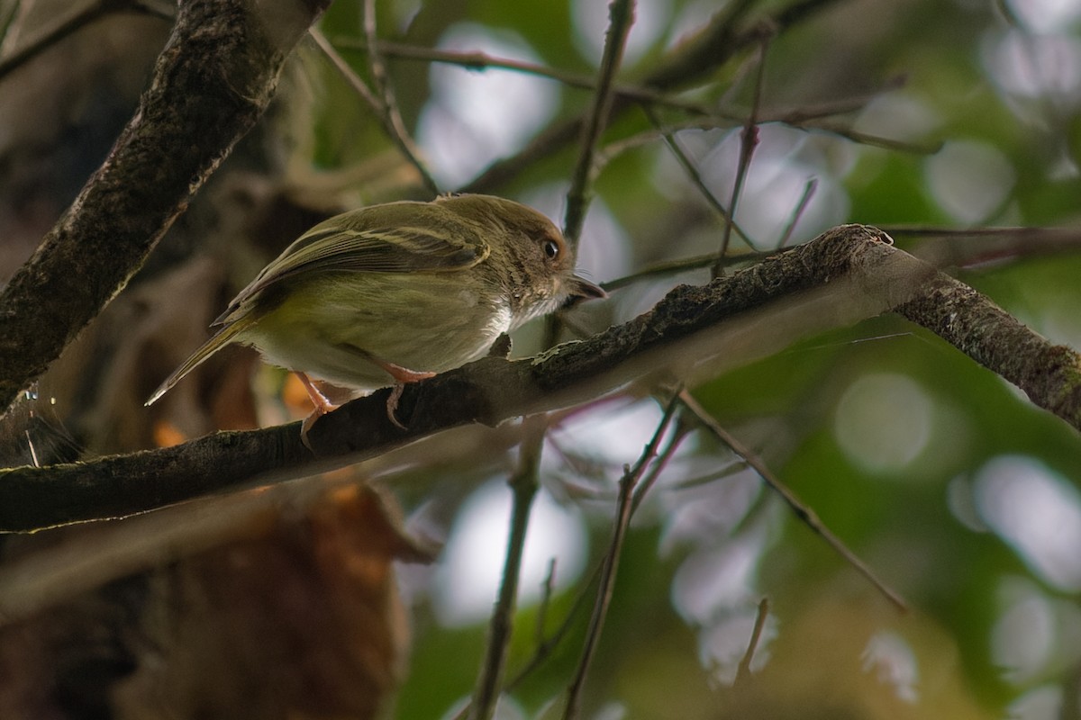 Pale-eyed Pygmy-Tyrant - ML645650808