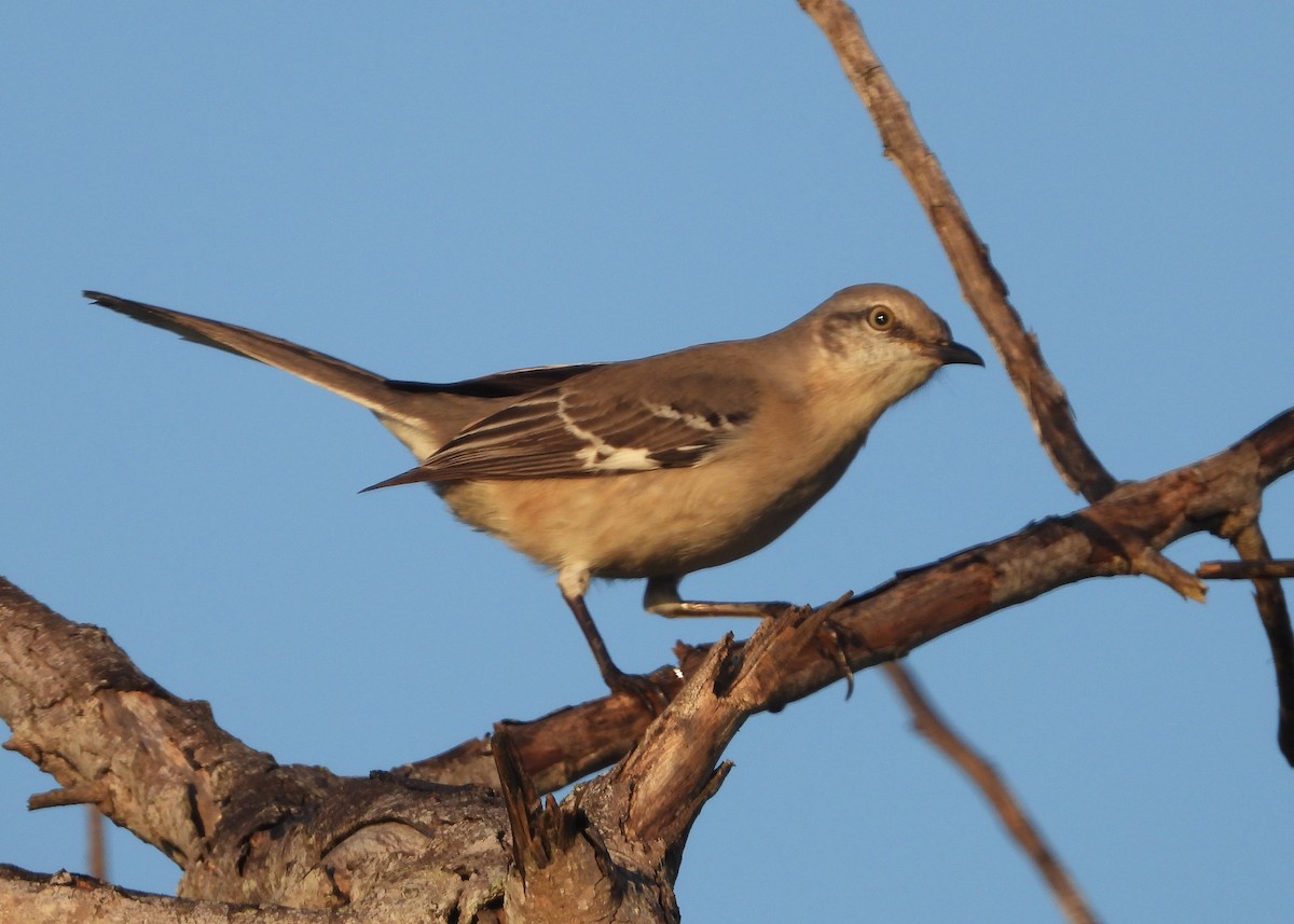 Northern Mockingbird - ML645650815