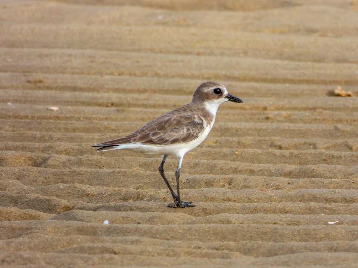 Tibet Cılıbıtı - ML645650818