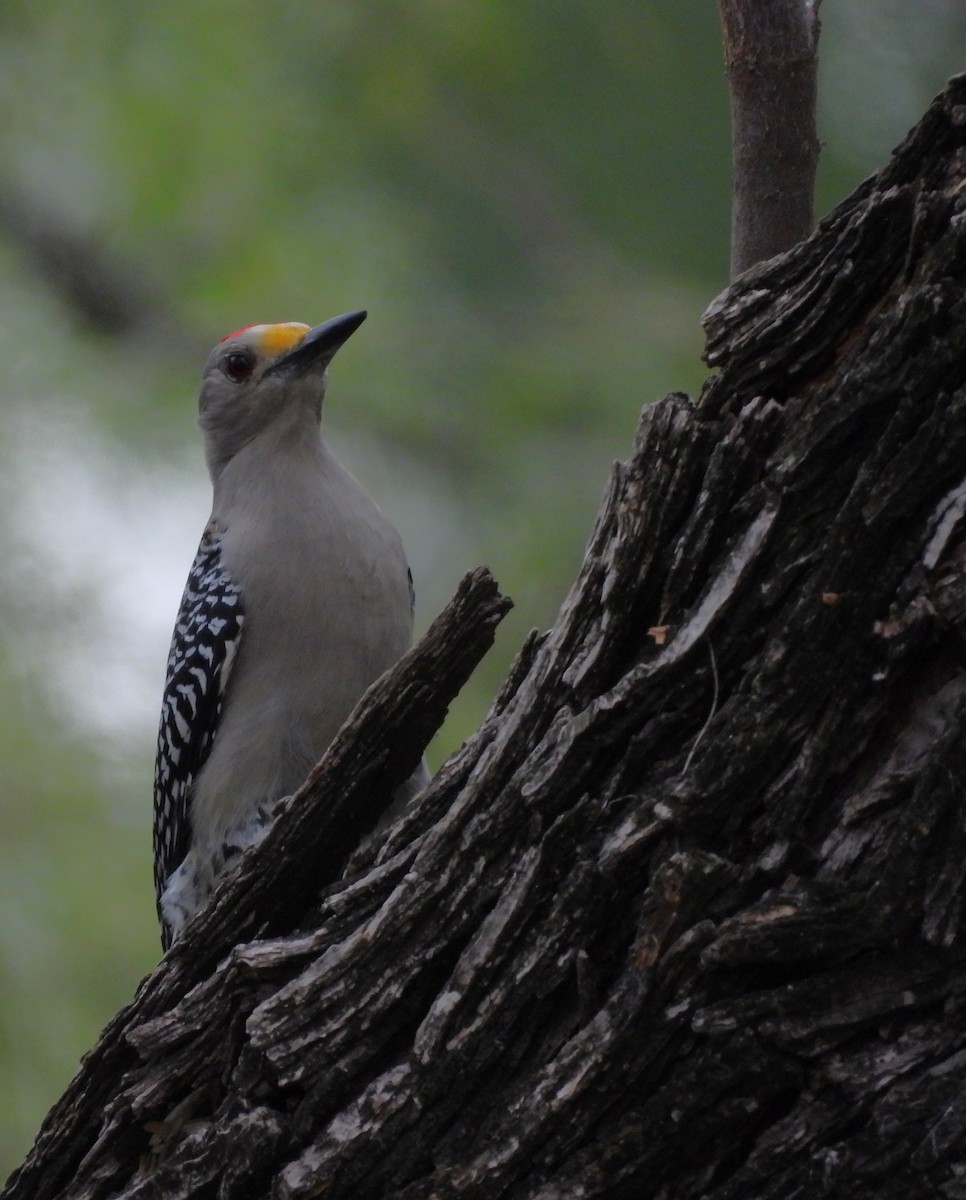 Golden-fronted Woodpecker - ML645650823