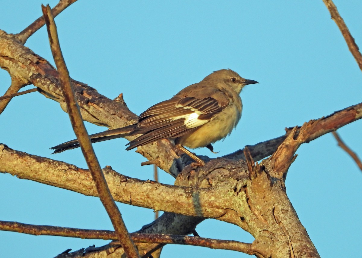 Northern Mockingbird - ML645650831