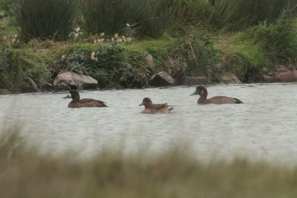 Greater Scaup - ML645650837
