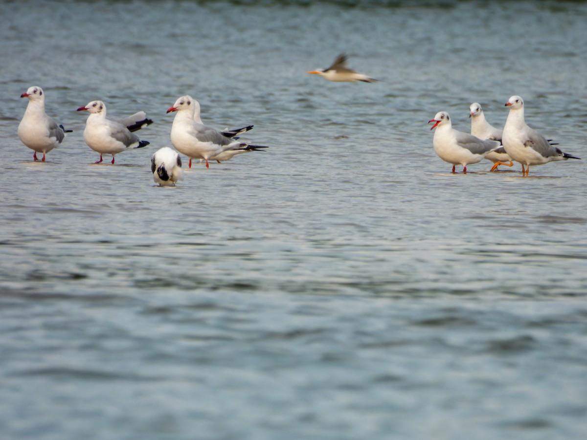 Gaviota Centroasiática - ML645650840