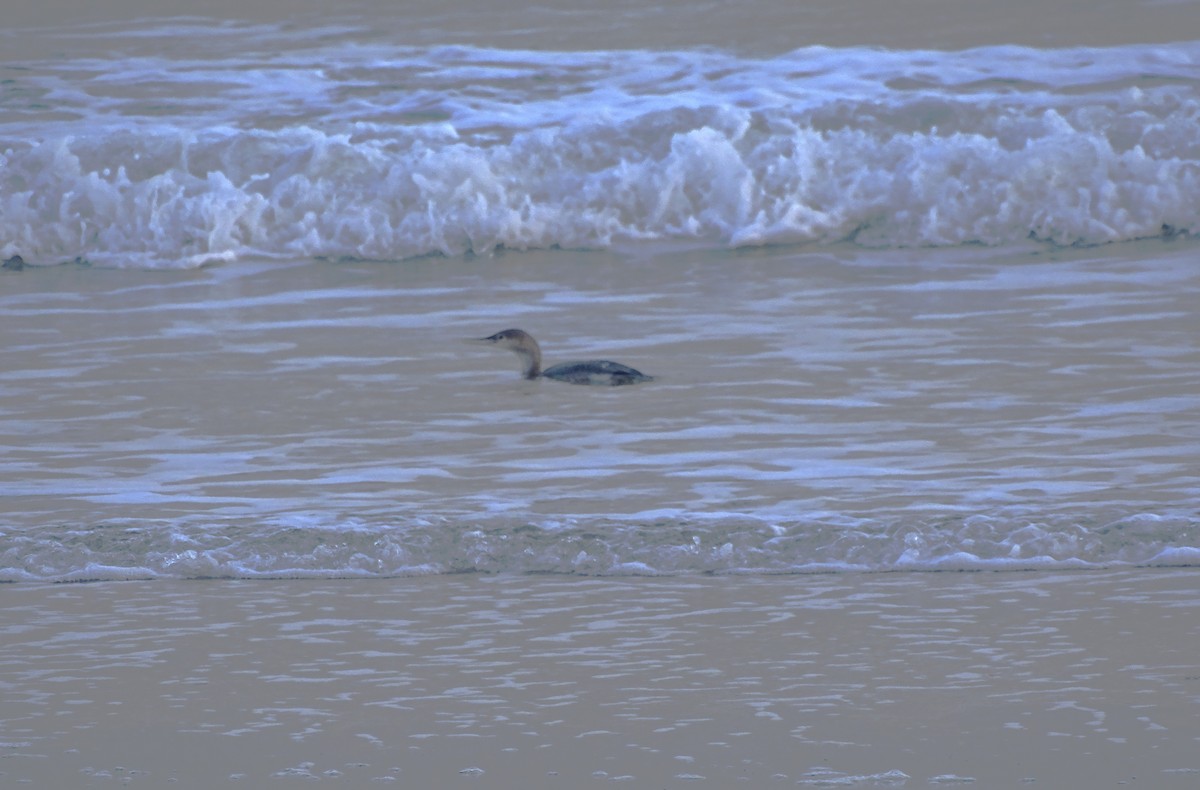 Colimbo Chico - ML645650841