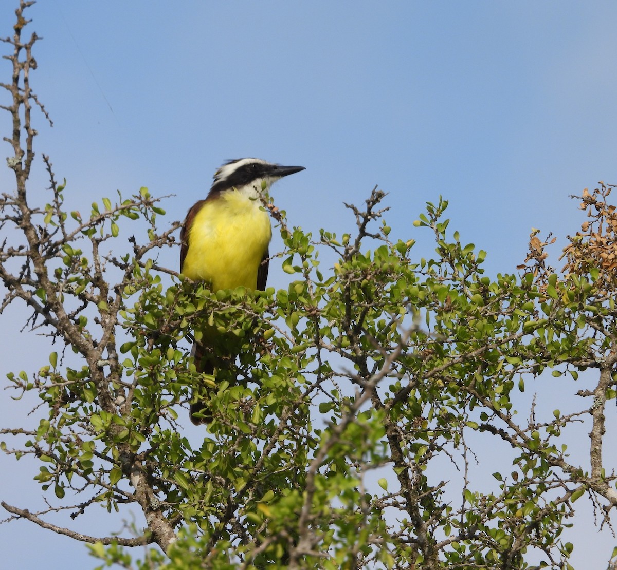 Great Kiskadee - ML645650843