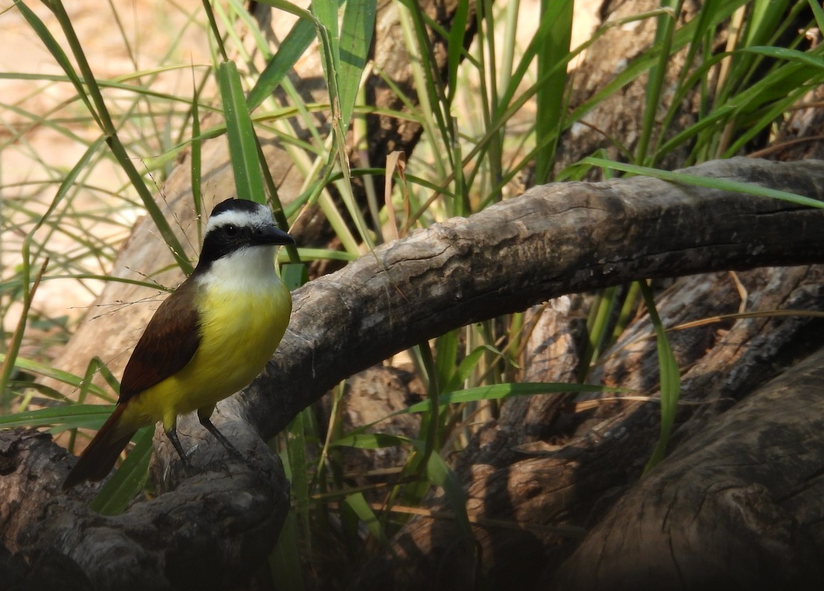 Great Kiskadee - ML645650844