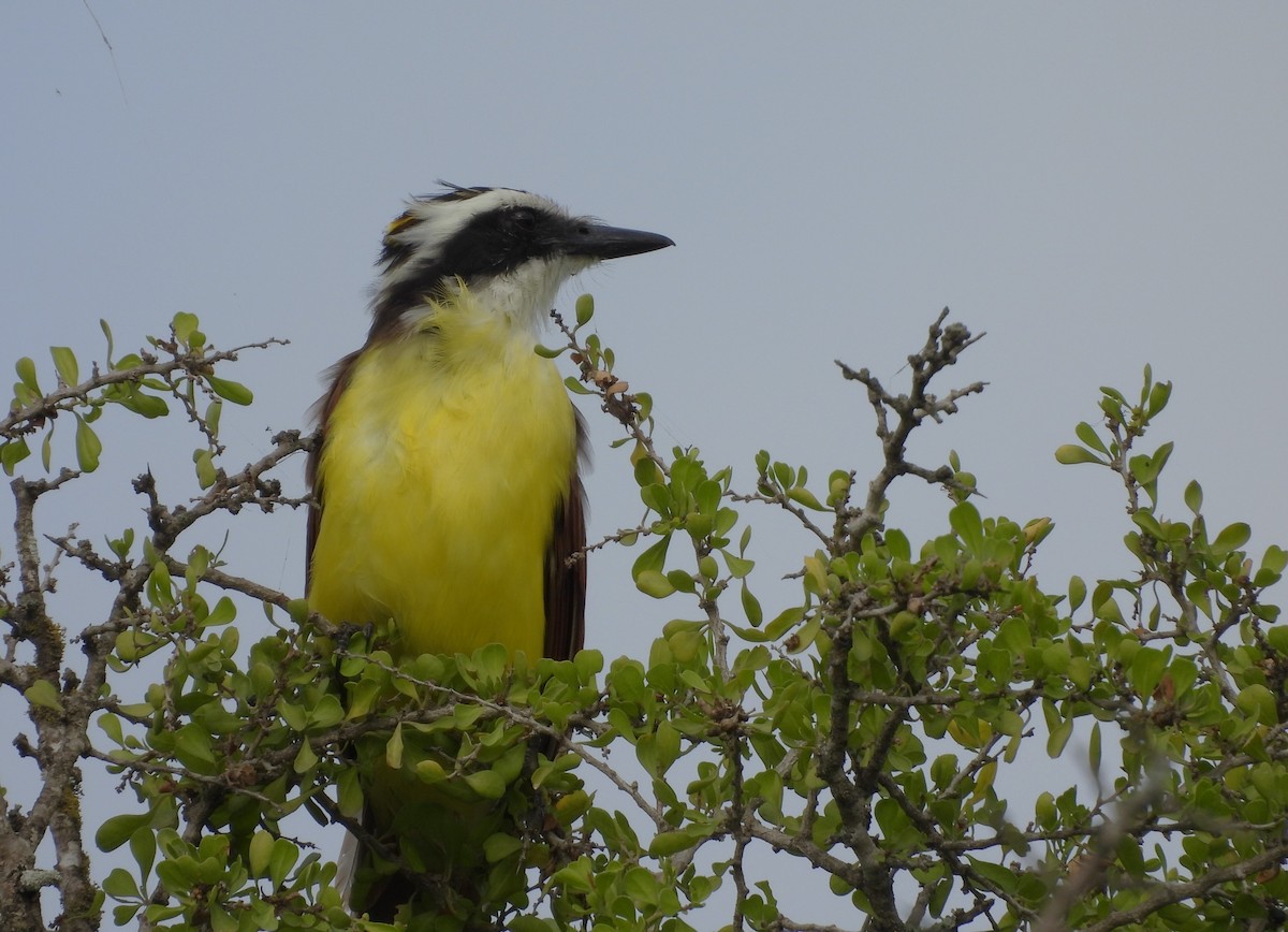 Great Kiskadee - ML645650845