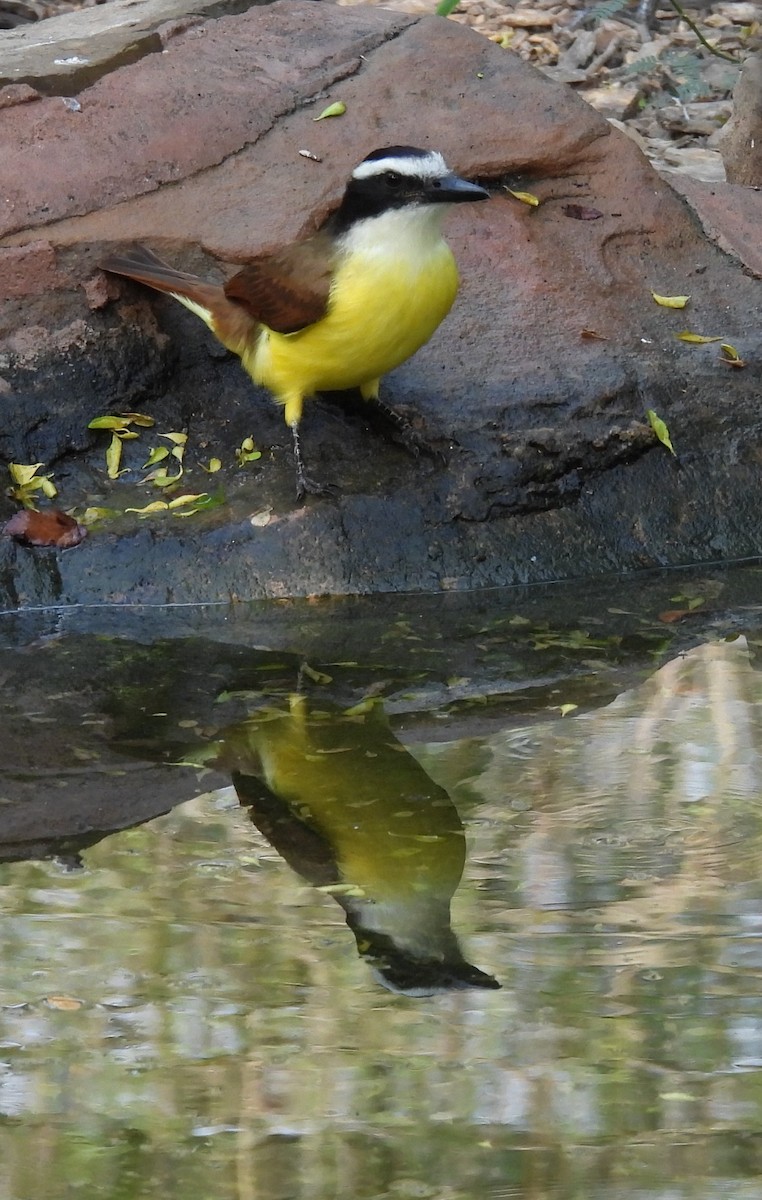 Great Kiskadee - ML645650846