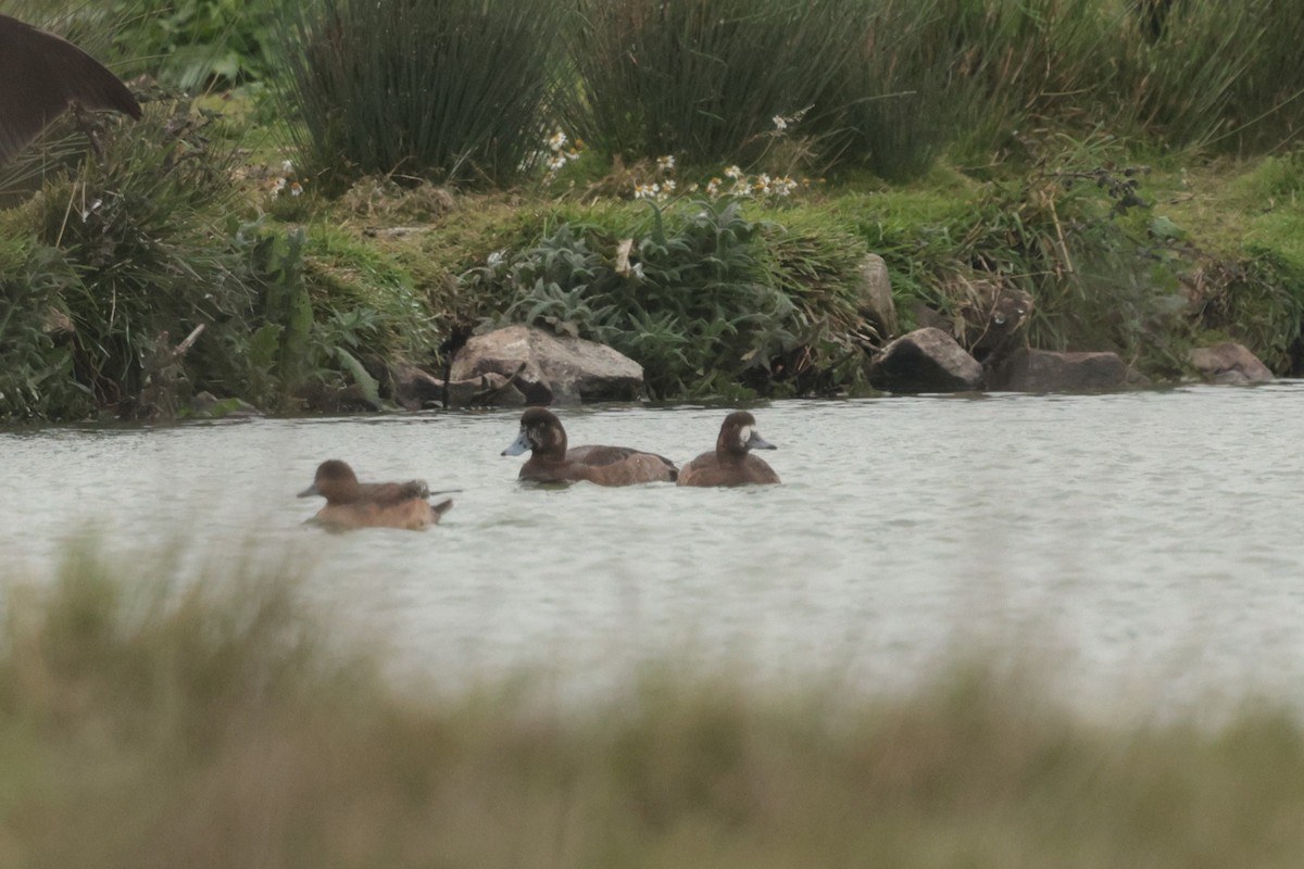 Greater Scaup - ML645650847