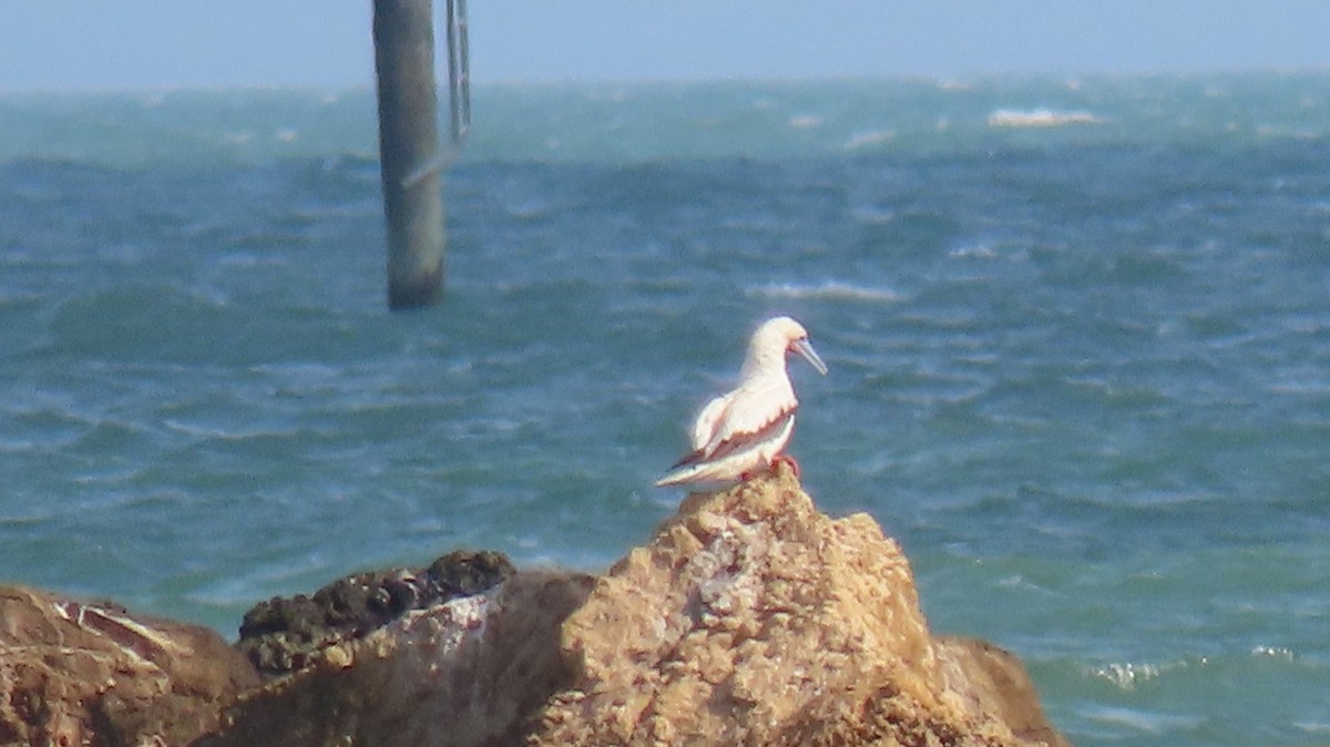 Red-footed Booby - ML645650866