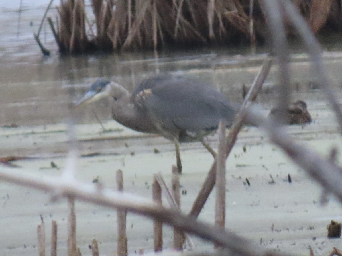 Great Blue Heron - ML645650871