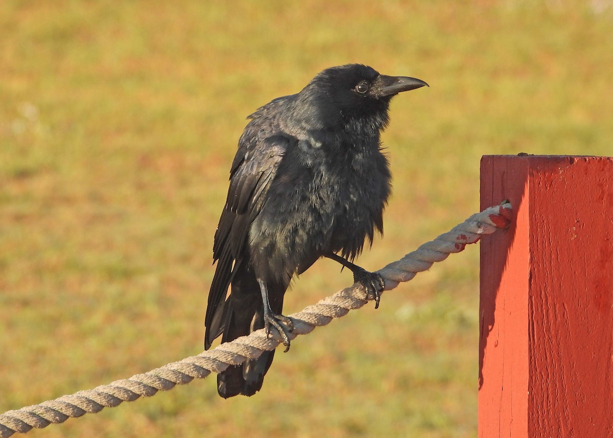 Fish Crow - ML645650879