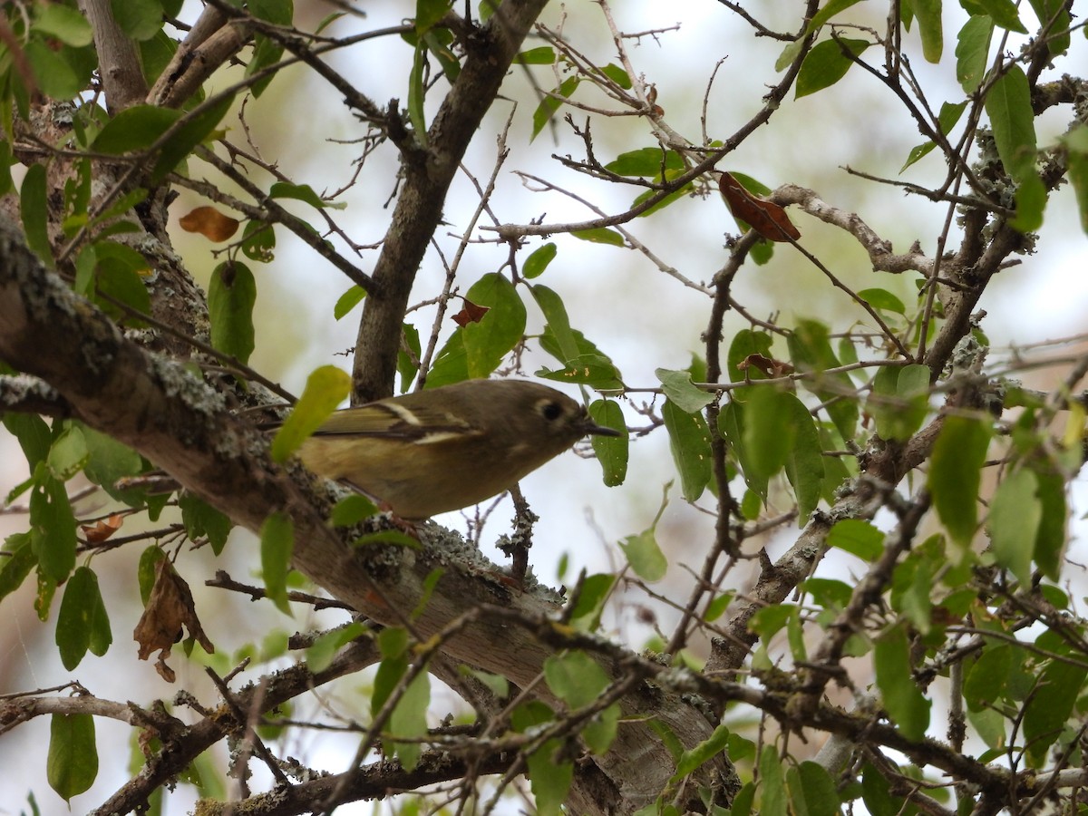 Ruby-crowned Kinglet - ML645650881