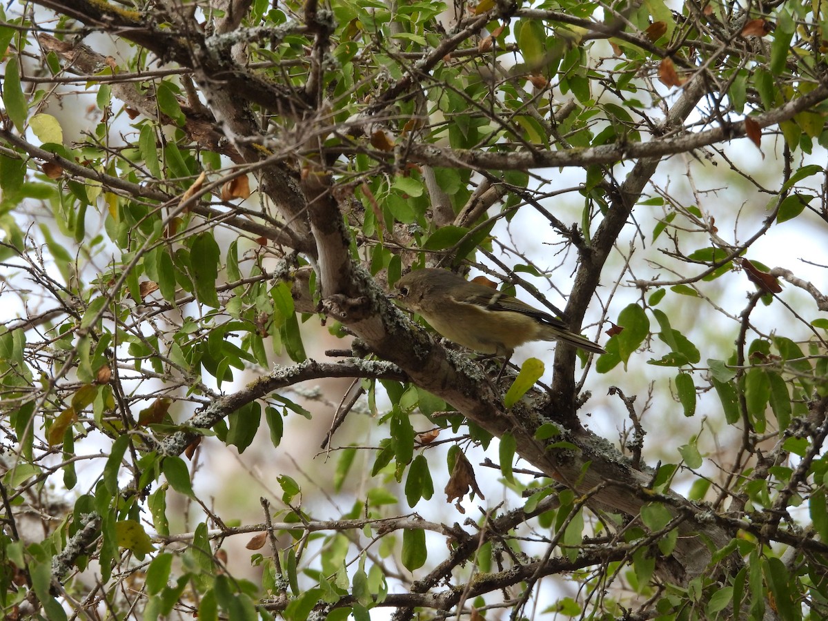 Ruby-crowned Kinglet - ML645650882