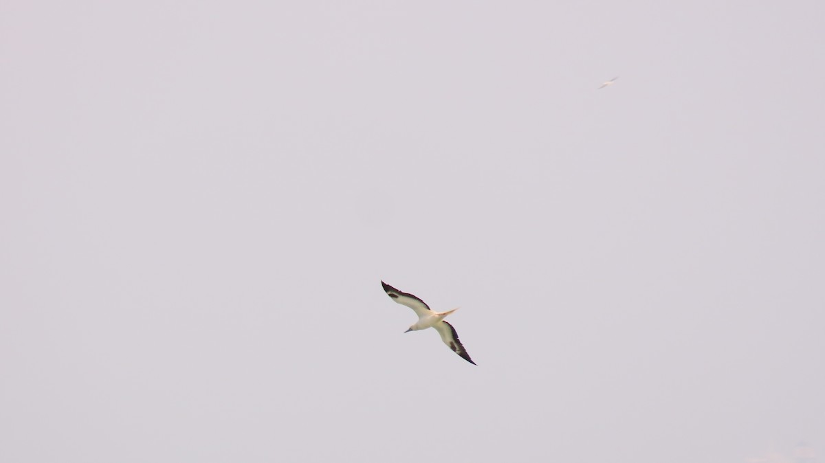 Red-footed Booby - ML645650884