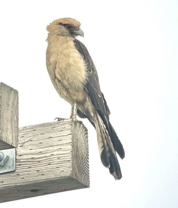 Yellow-headed Caracara - ML645650889
