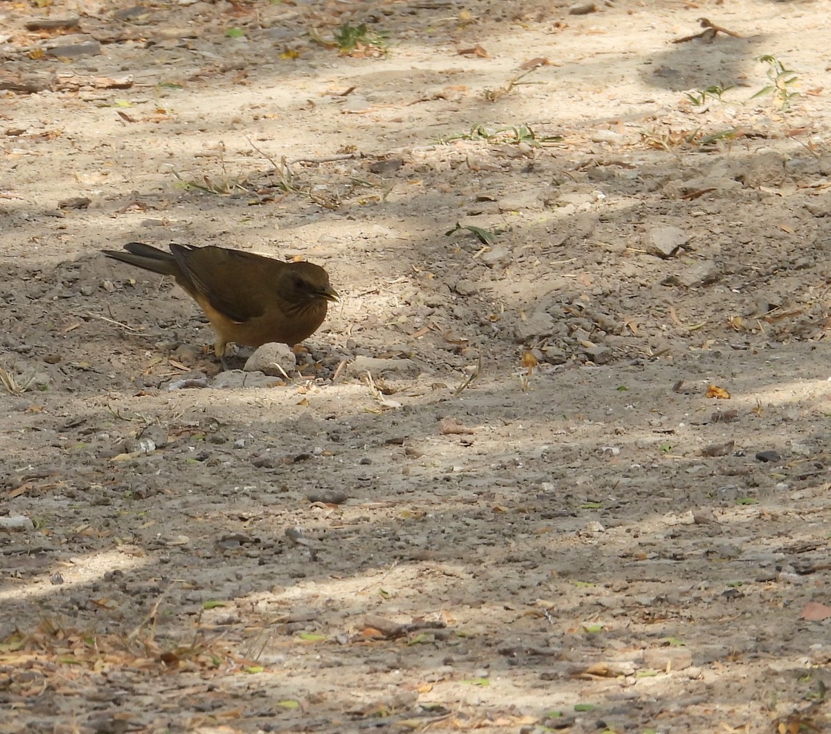 Merle fauve - ML645650890