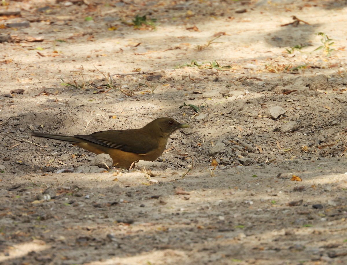 Merle fauve - ML645650891