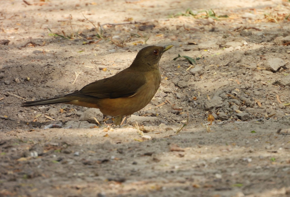 Merle fauve - ML645650892