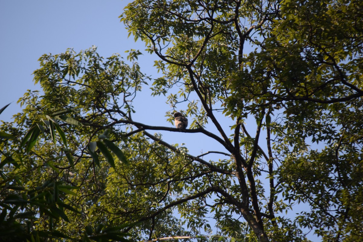 Booted Eagle - ML645650894