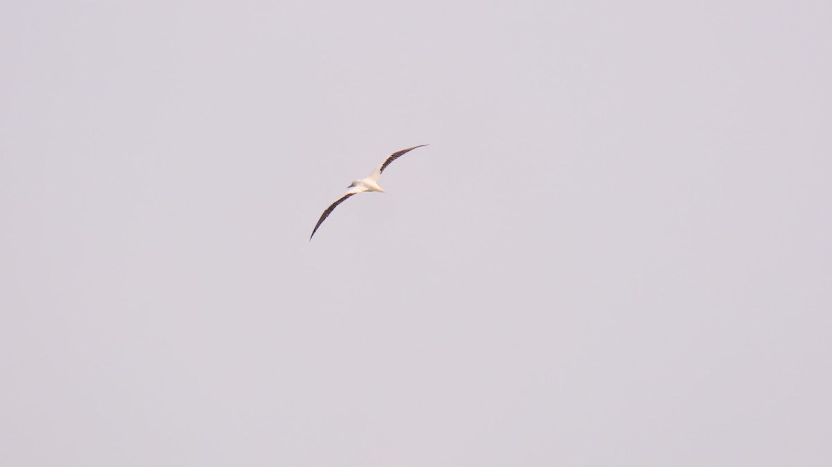 Red-footed Booby - ML645650895
