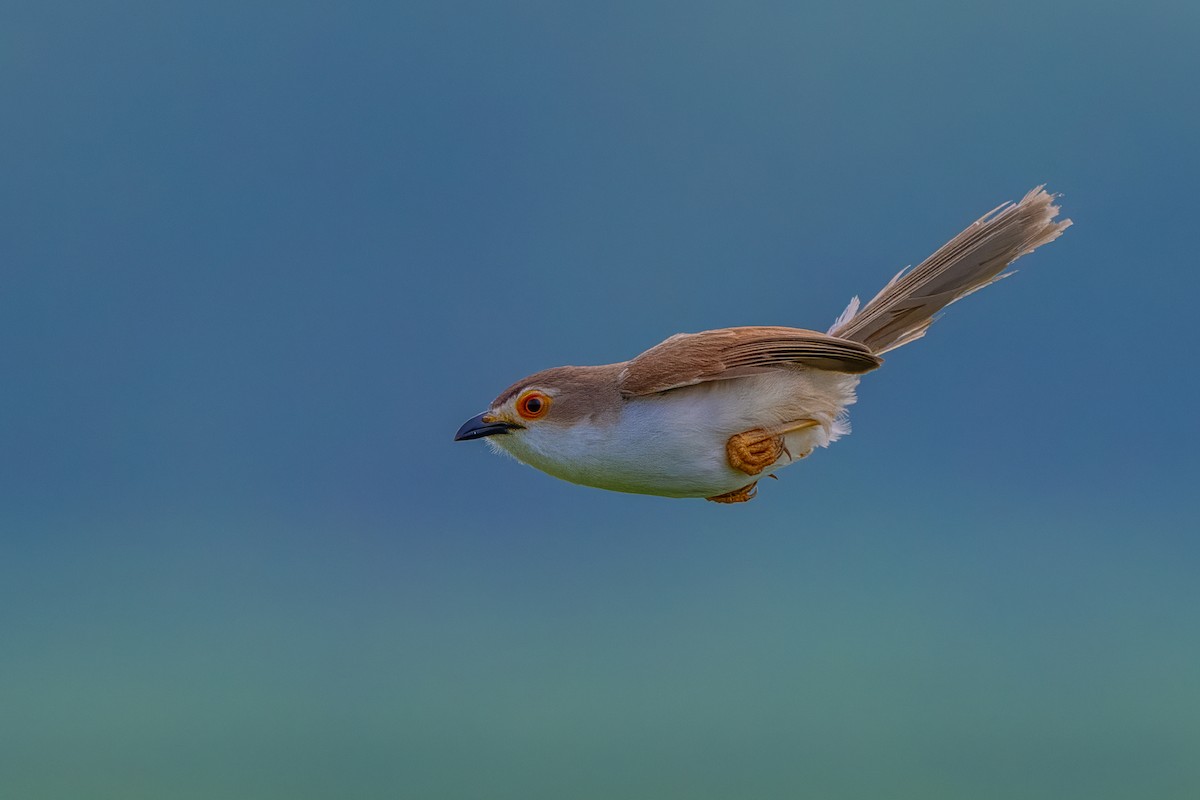 Yellow-eyed Babbler - ML645650904