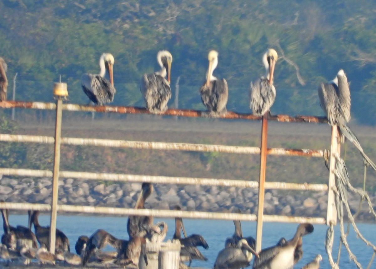 Brown Pelican - ML645650906
