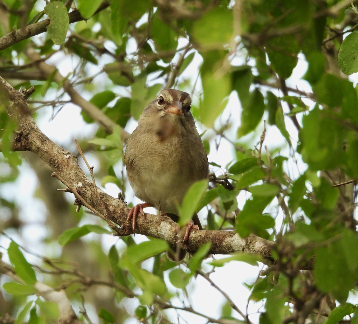 Olive Sparrow - ML645650907