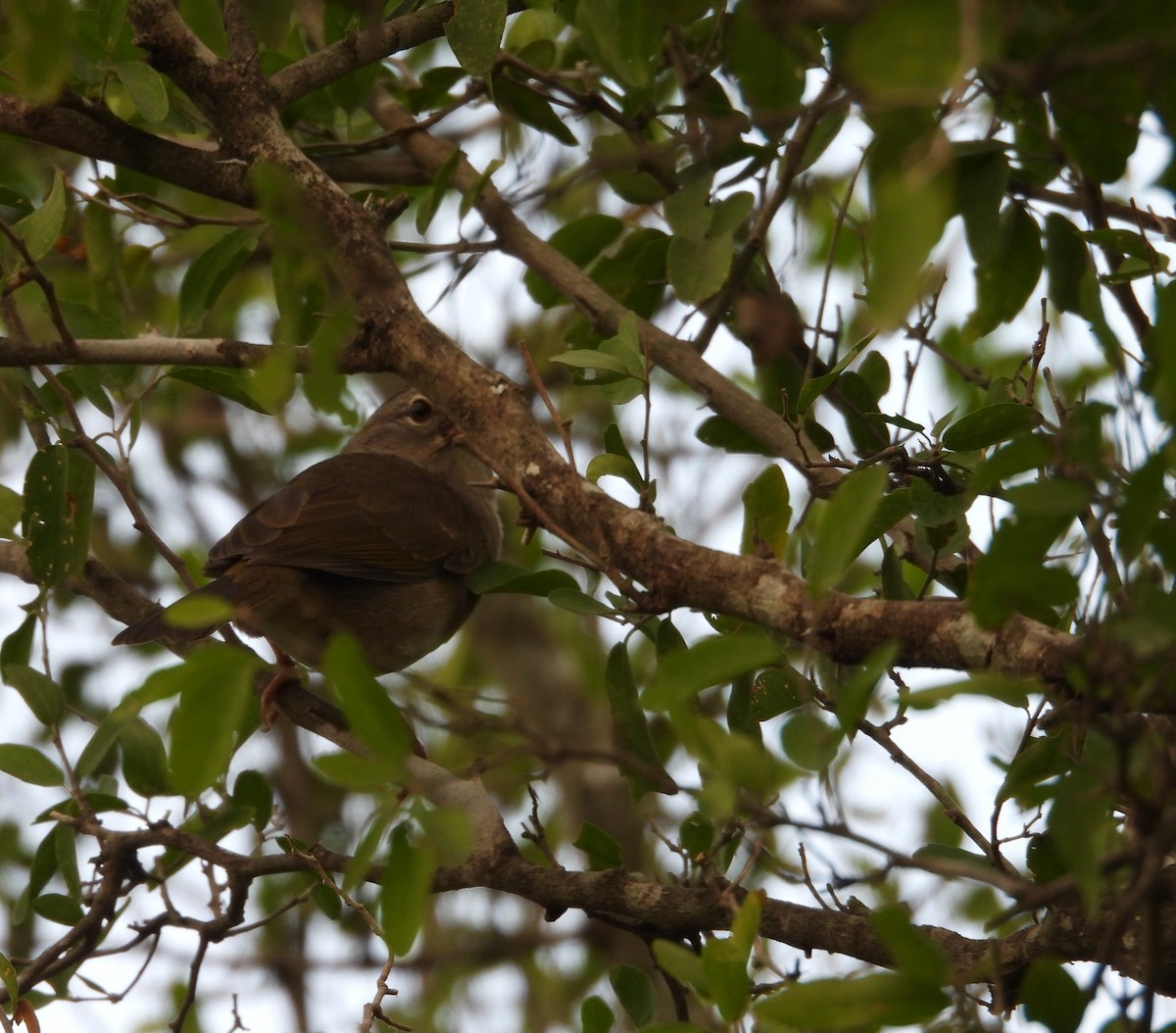 Olive Sparrow - ML645650908