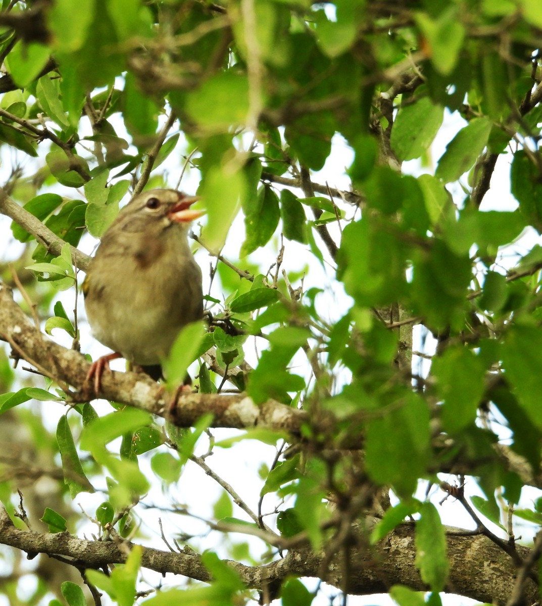 Olive Sparrow - ML645650909