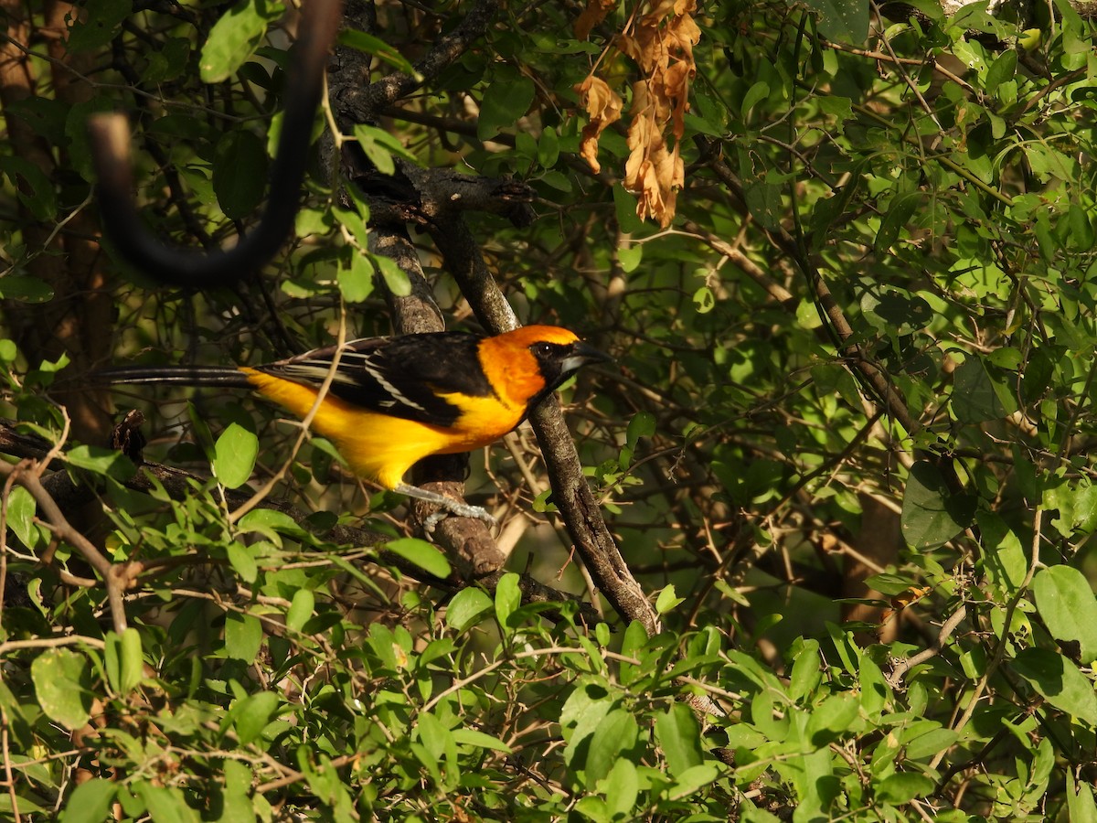 Altamira Oriole - ML645650926